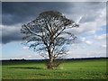 Lone tree in winter