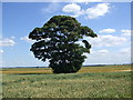 Lone tree in summer