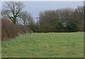 Field and trees near New Hayes Farm