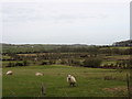 SH4587 : Sheep at Cors-yr-odyn by Eric Jones