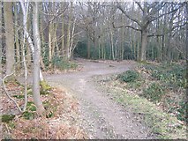 TQ6456 : Bridleway junction in Great Leybourne Wood by David Anstiss