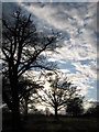 Field, trees and sky