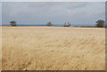 A Hay field near Warren Corner