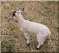 SU8526 : Lamb at Slathurst Farm by Shazz