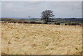 Hay field near Priors Dean