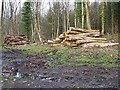 Timber extraction near Newtown