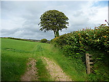 SS8439 : Exmoor : Hedgerows & Countryside by Lewis Clarke