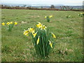 Daffodils growing wild