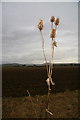 Teasel, Miltonbank farm