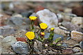 Coltsfoot (Tussilago farfara)