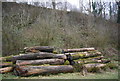 Cut trees by the Footpath