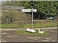 Geese on guard at Croes-Cwtta crossroads.