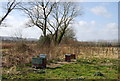 Beehives on the edge of Hartley Park