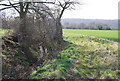 Footpath by the stream