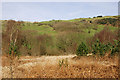 Cwm Cyneiniog near Tynant farm