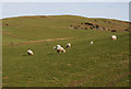 Grazing land east of Bwlch-rosser