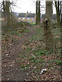 Woodland path on Glade Hill