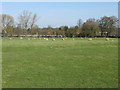 Sheep in field next to the A274 Headcorn Road