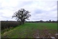 Countryside near Caundle Marsh