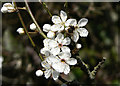 Bee on Blackthorn blossom.