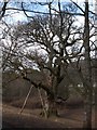 The Birnam Oak