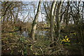 Small Pond, Drybread Lane