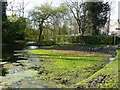 Pond Near Beddington Park