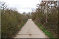 Track heading towards Blean Woods