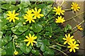 Celandine, Banbridge