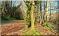 Old railway path, Banbridge (2)