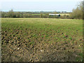 Field on the northern edge of Brinkworth