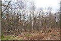 TR1160 : Coppiced trees, Blean Wood by N Chadwick