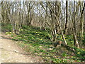 Wild Daffodils alongside bridleway north of Harwoods Green