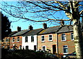 Terraced houses - Bridport Road