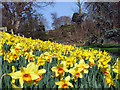 Guy. L. Wilson Daffodil Gardens, Coleraine.