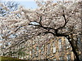 Cherry Tree in full Spring flower, plus backs of Observatory Road flats