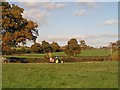 Trimming the hedges on Mizbrooks Green