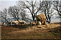 Ewes feeding