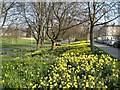 Daffodils, North Inch