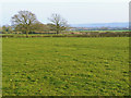 Pasture and trees, Hook Farm