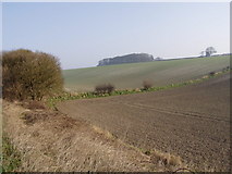 TA1669 : Hillfield near Bridlington by JThomas