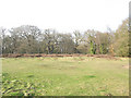 Epping Forest: clearing on Warren Hill