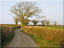 ST2536 : Lane to Rexworthy Farm [2] by Ken Grainger