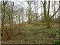 A bunch of wild daffodils in Barrow Hills wood