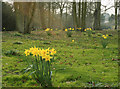 2009 : Daffodils near Erlestoke