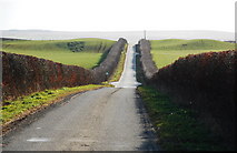 ND1961 : Hedged lane by Ian Balcombe