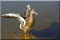 A Duck on Crawley Village Pond