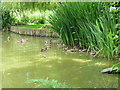 Tiverton : Westexe Park, Duck Pond