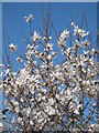 SW3923 : Magnolia Stellata by Rod Allday
