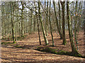 Woodland, Inkpen Common